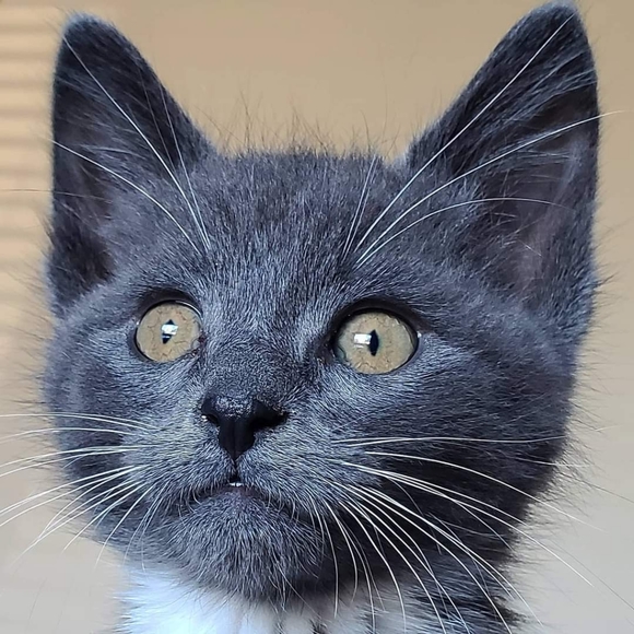 Meet your Posher, Cheryl - Picture 1 of 1